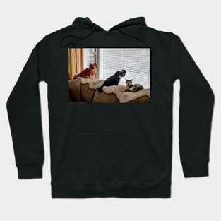 Pets at the Window Hoodie